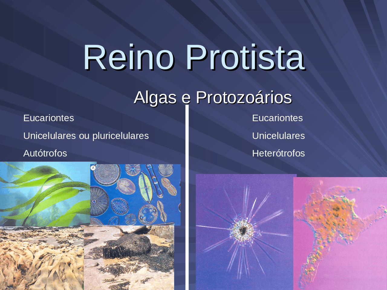 Características Gerais Do Reino Protista - BINKEDU