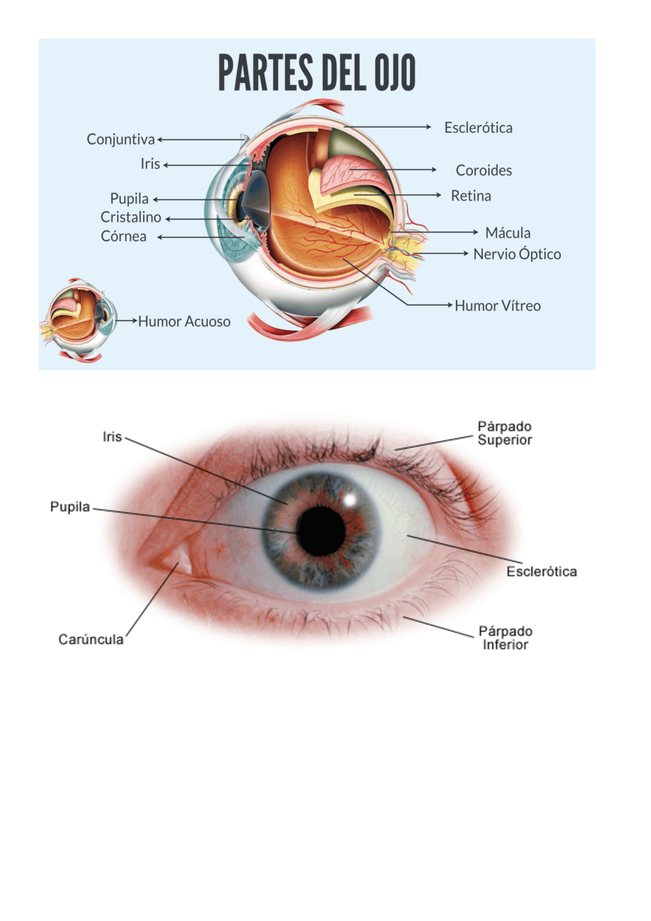 Partes Del Ojo Partes Del Ojo