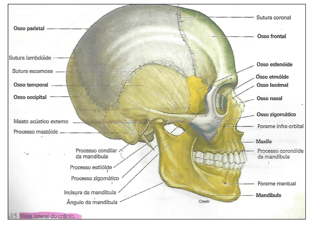 Anatomia cabeça e pescoço - Docsity