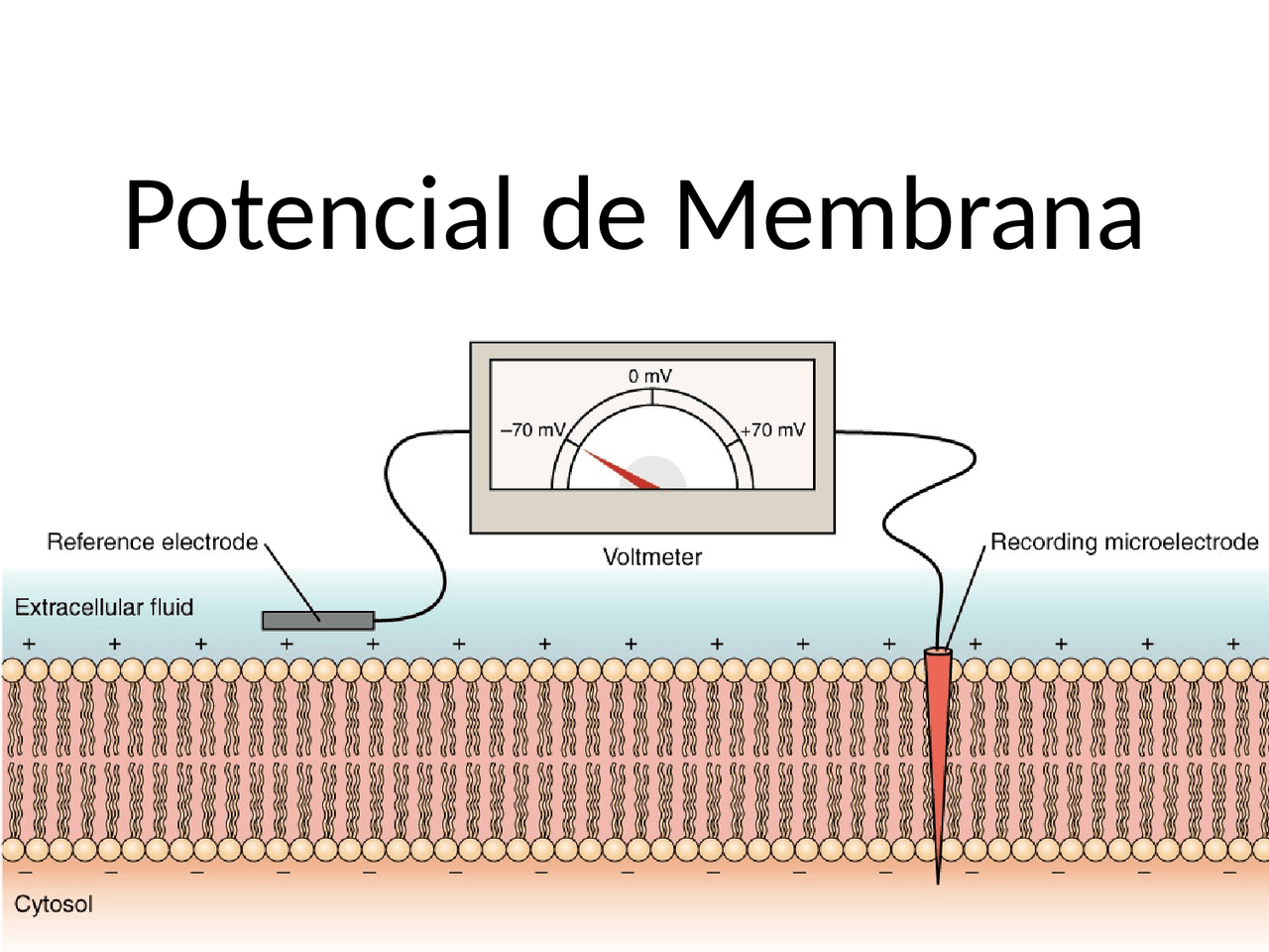 POTENCIAL DE MEMBRANA Y POTENCIAL DE ACCIÓN YouTube POTENCIAL DE MEMBRANA Y POTENCIAL DE ACCIÓN YouTube