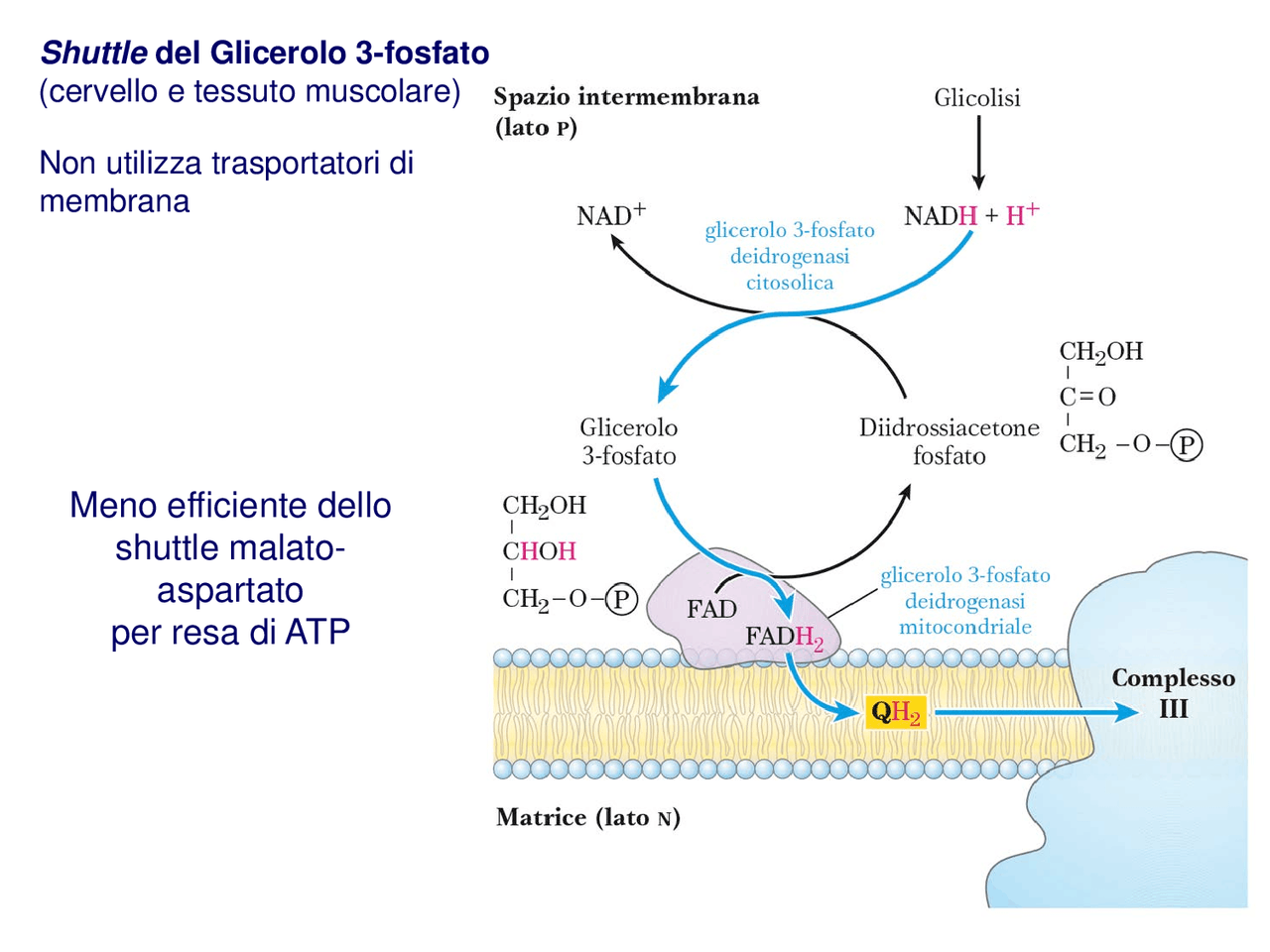 Shuttle del Glicerolo 3fosfato cervello e tessuto muscolare Docsity