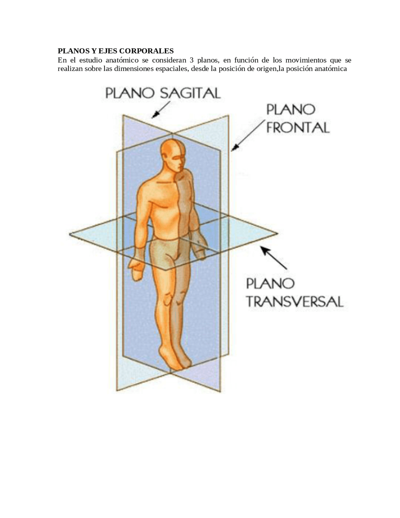 Planos Sagitales Del Cuerpo