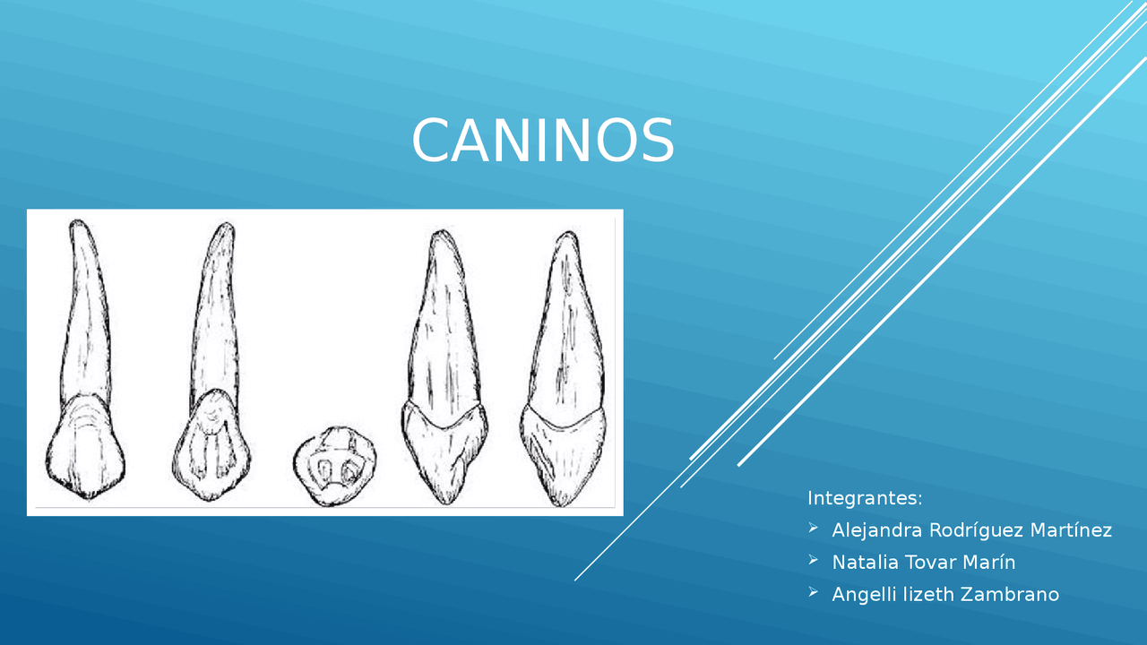 Caninos- Morfologia, erupción de los dientes caninos superiores e