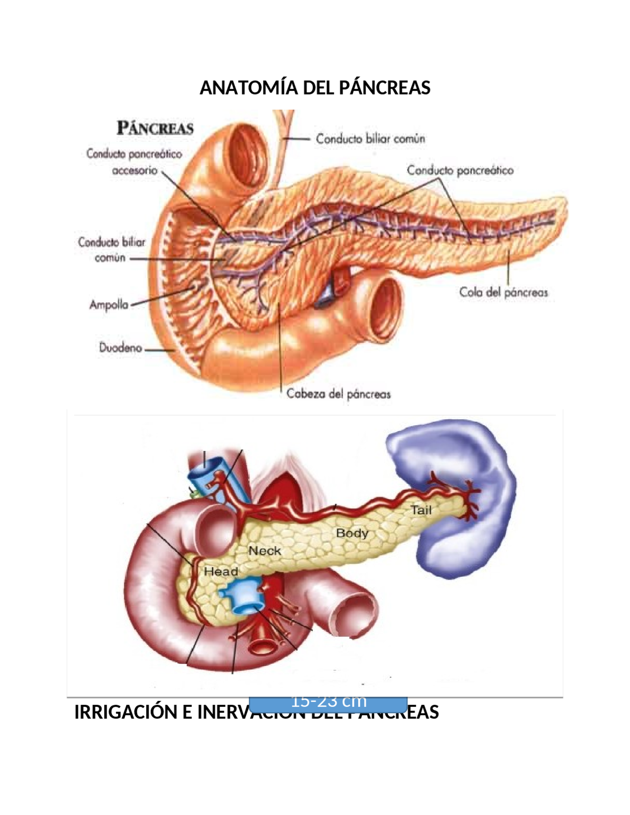Anatomía del páncreas | Apuntes de Anatomía | Docsity