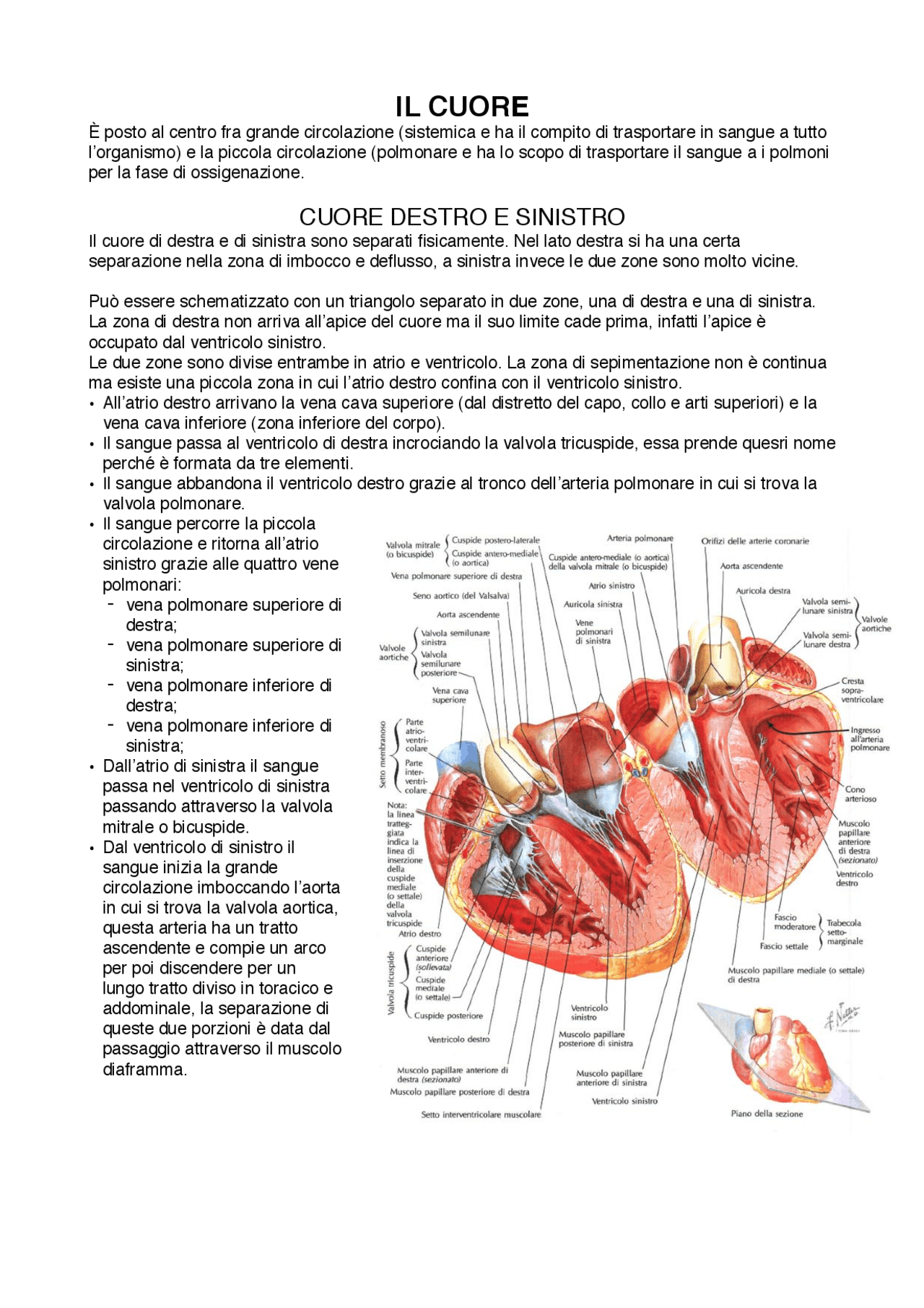 Riassunto completo ANATOMIA I CUORE UNIPD Docsity Riassunto completo ANATOMIA I CUORE UNIPD Docsity