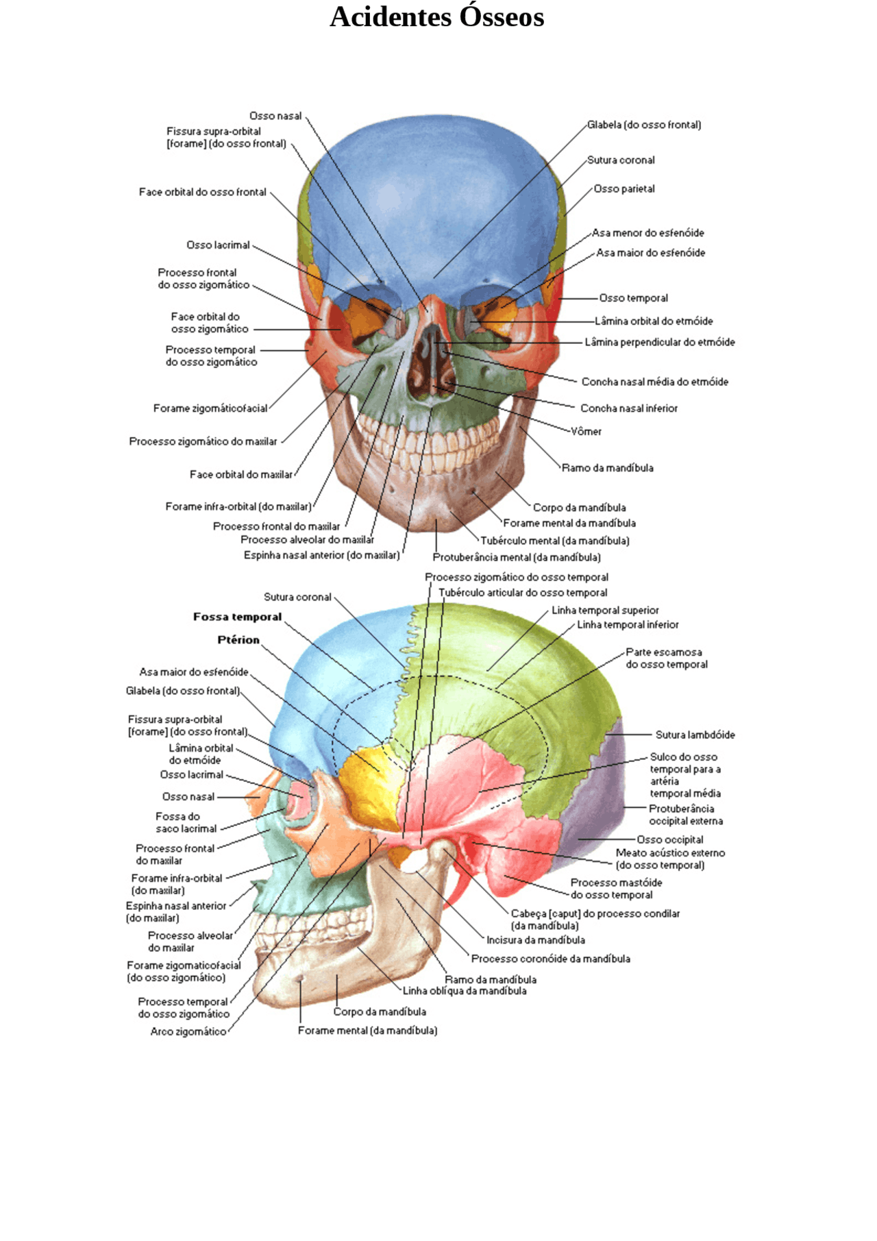 Acidentes ósseos do cranio | Esquemas Anatomia - Docsity