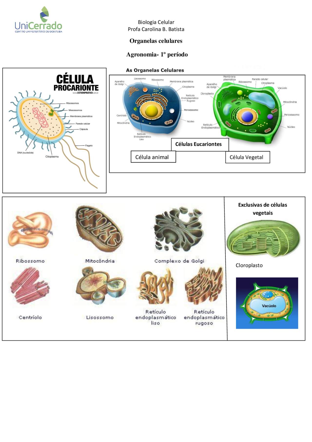 Exercícios Sobre Organelas Celulares - BRAINCP