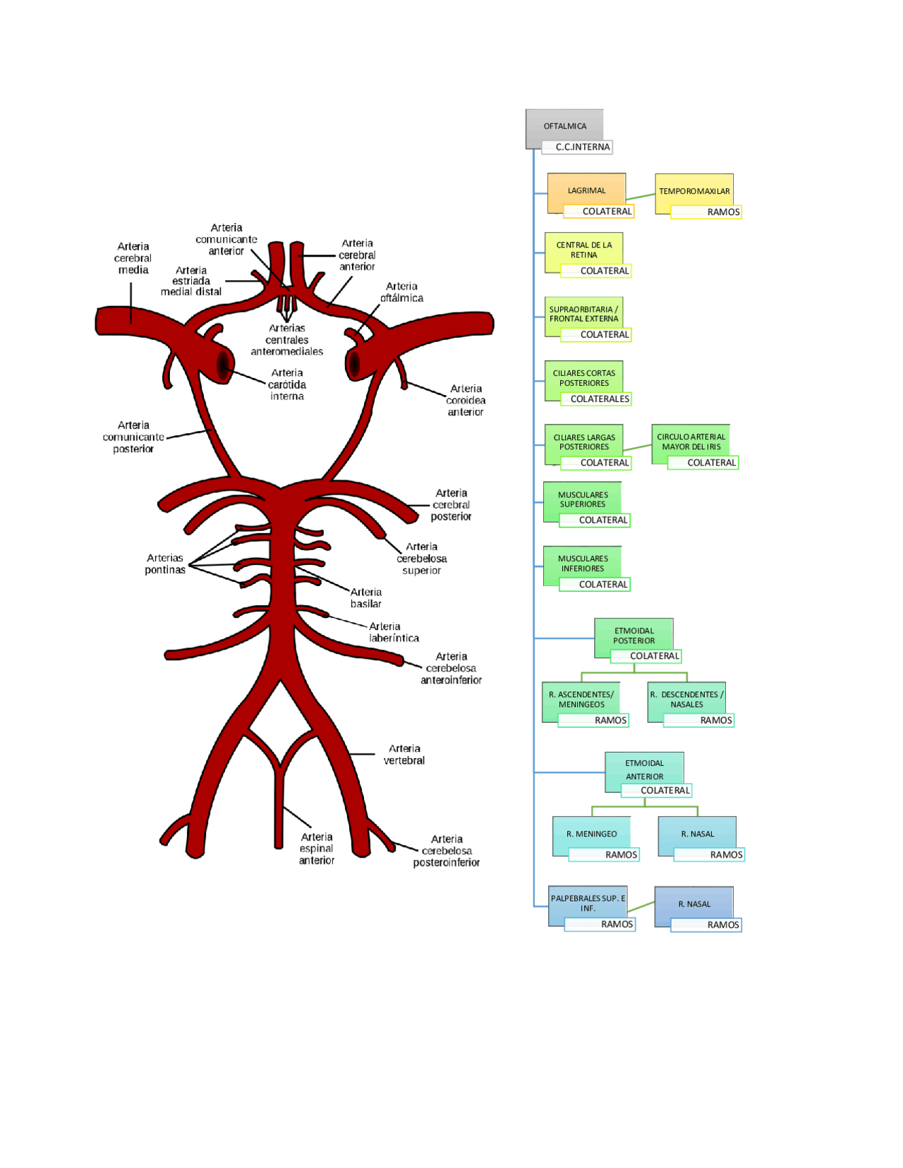 Interna Carotida Interna Derecha : Cuidados personales para la estenosis de la ...