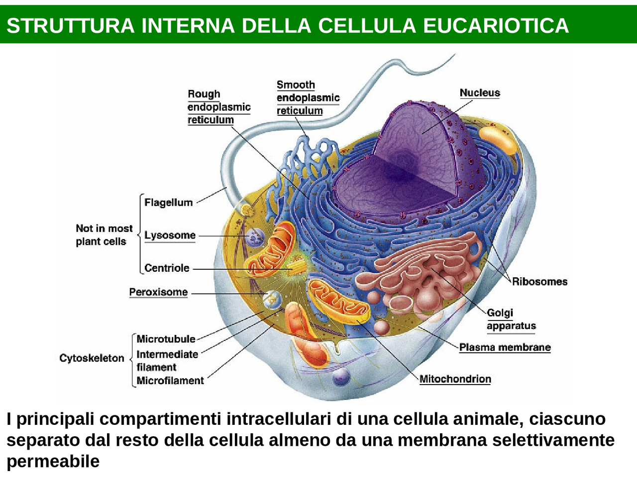 La cellula eucariotica, biologia. - Docsity