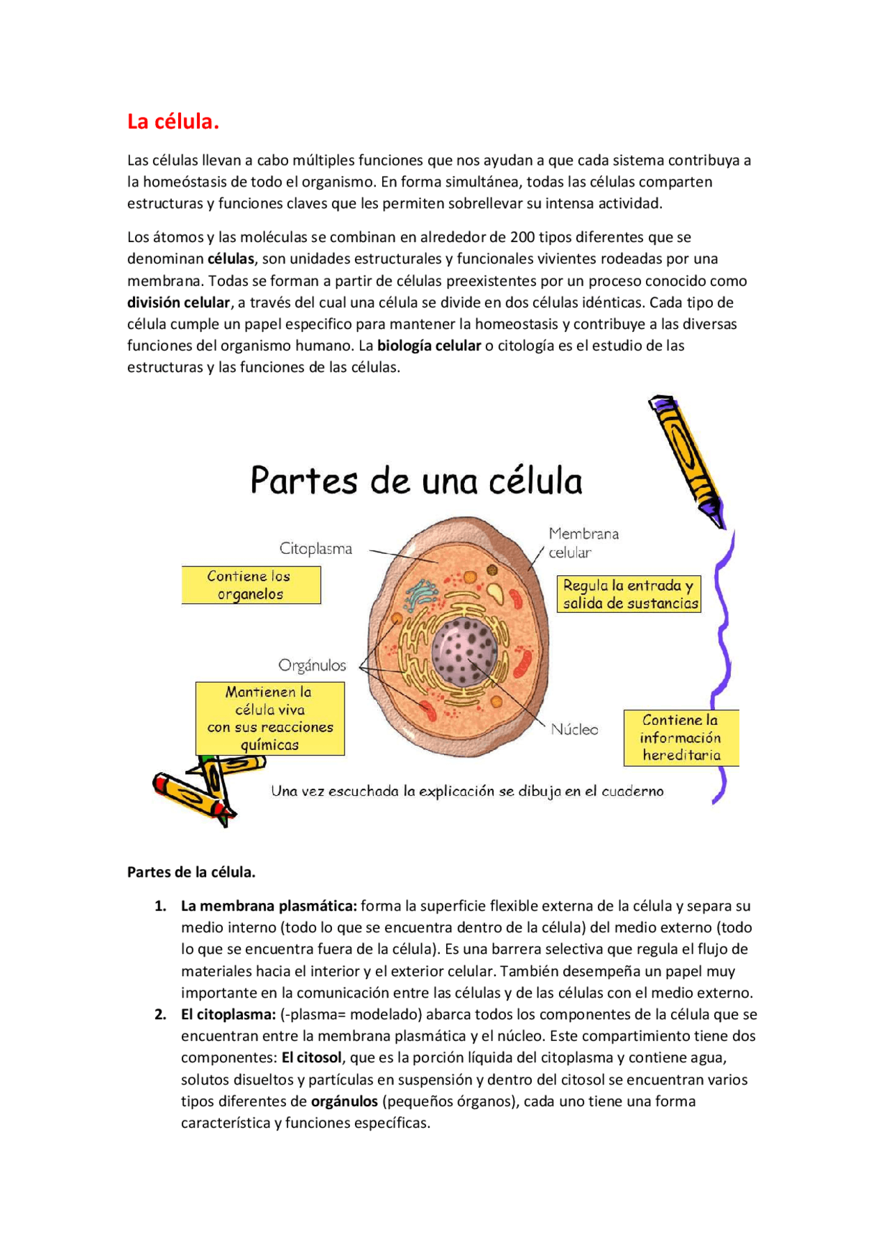 Celula Anatomia Enfermeria Gimbernat Docsity