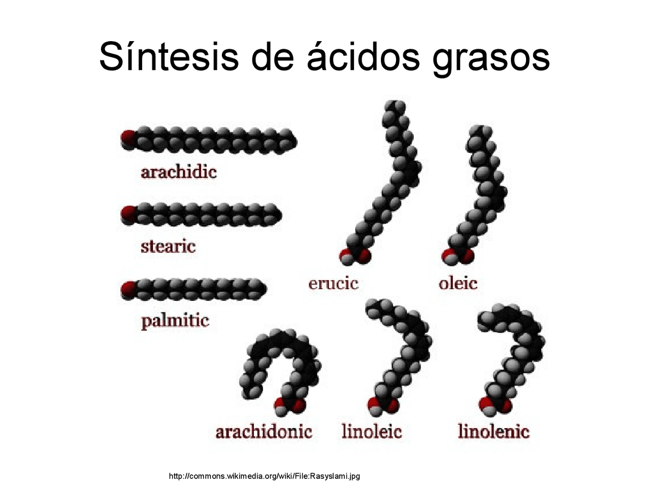 biosintesis de acidos grasos Study notes of Biochemistry Docsity
