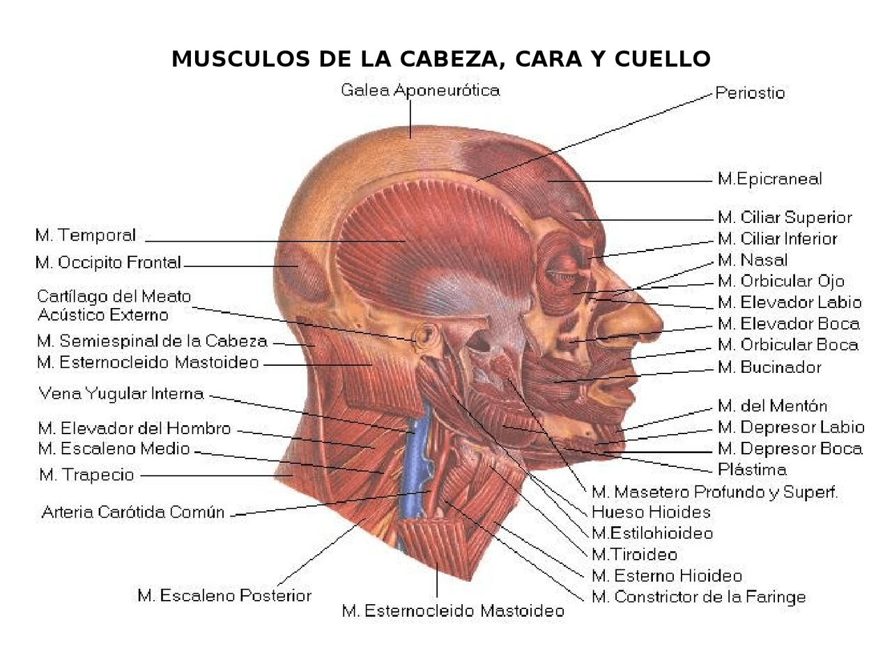 Anatomia De Cabeza Y Cuello Dibujo