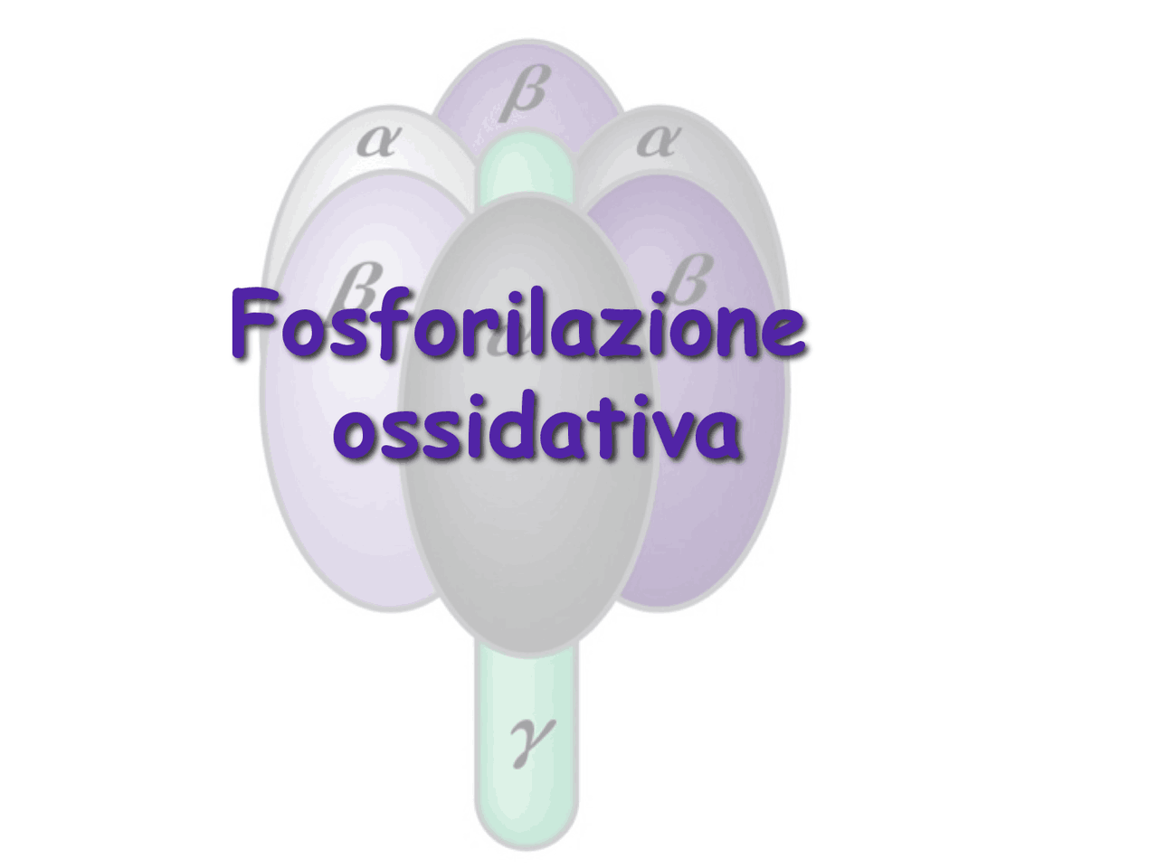 Fosforilazione ossidativa lezione Docsity Fosforilazione ossidativa lezione Docsity