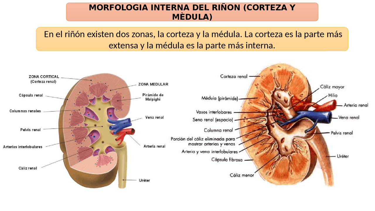 Morfologia interna del riñon(corteza y medula) - Docsity