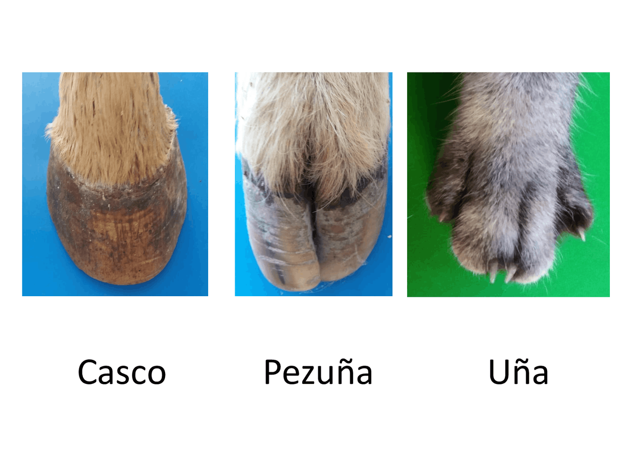 Casco, pezuña y uña, UNCPBA | Diapositivas de Anatomía | Docsity