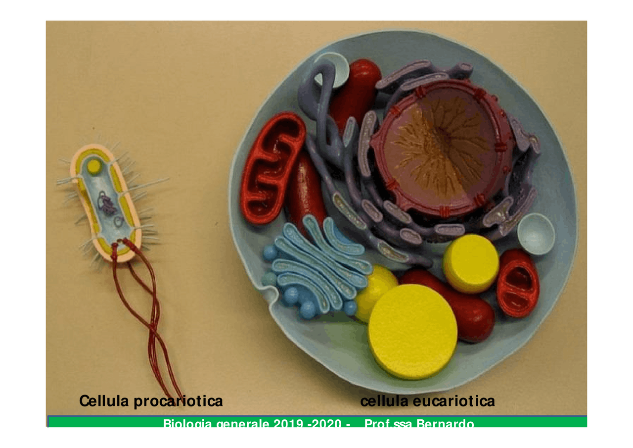 Biologia cellula , molecolare - Docsity