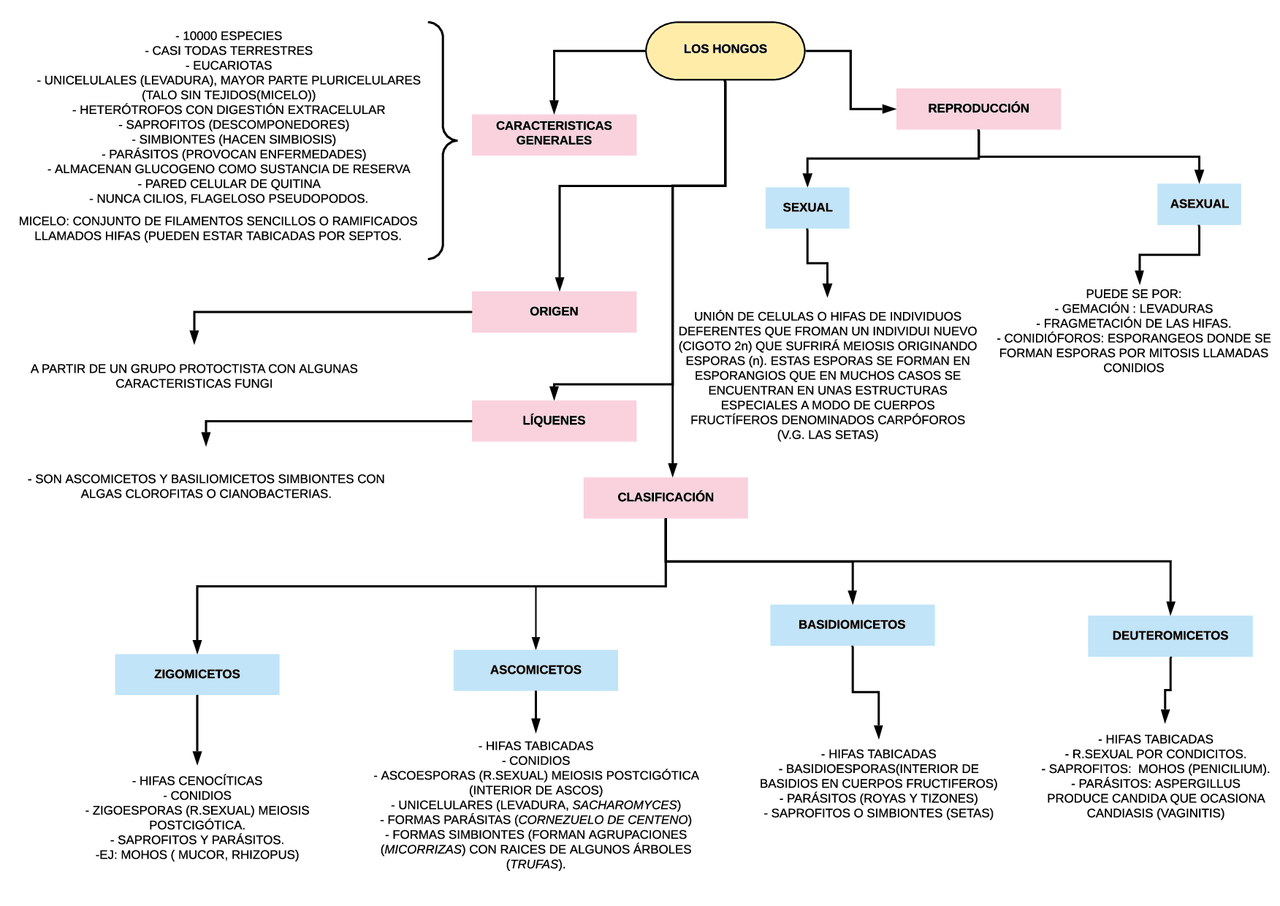Los hongos esquema 1 bach | Esquemas y mapas conceptuales de Biologia |  Docsity
