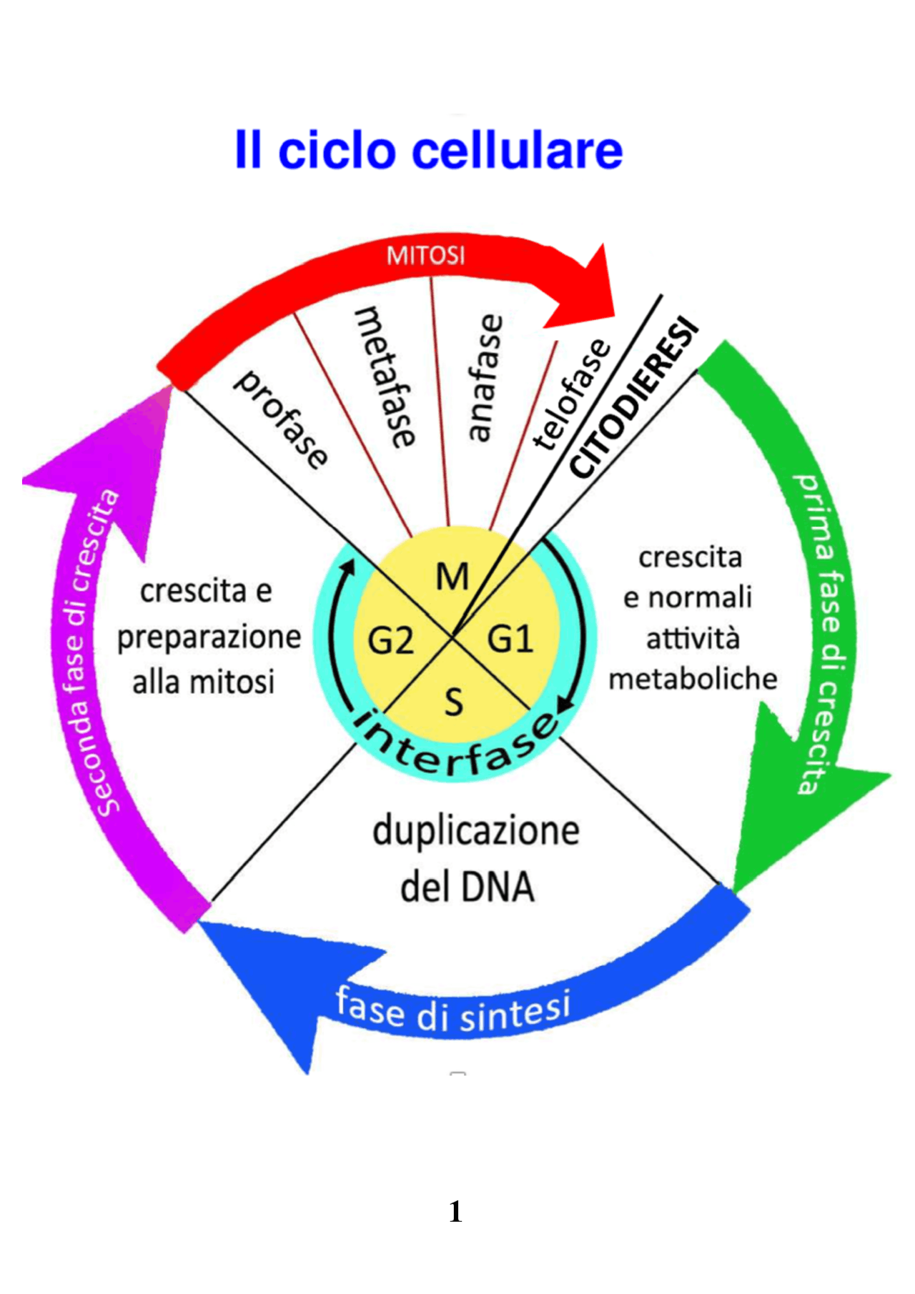 IL CICLO CELLULARE MITOSI E MEIOSI Docsity IL CICLO CELLULARE MITOSI E MEIOSI Docsity