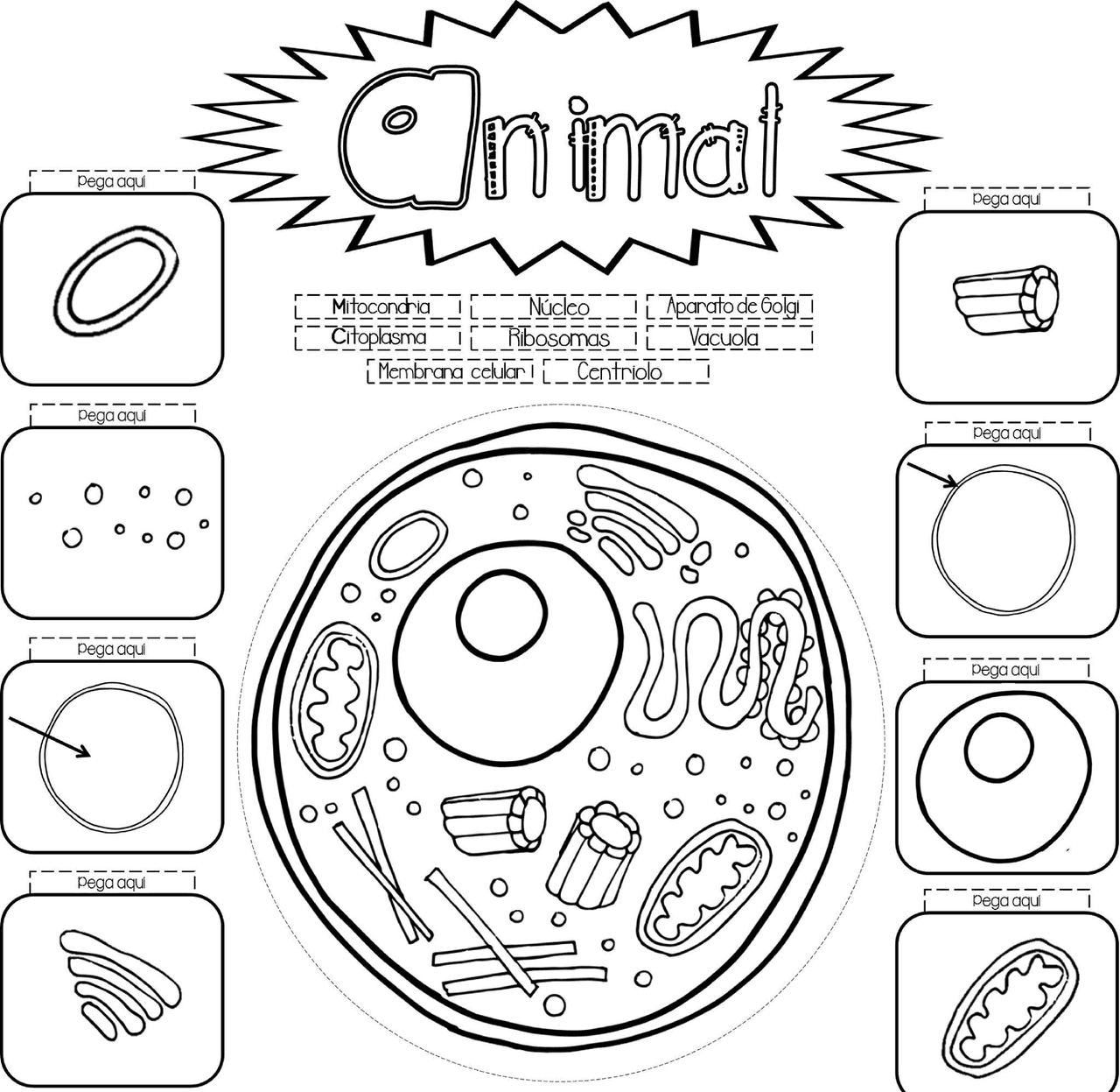 Dibujos de la celula vegetal y animal - Docsity