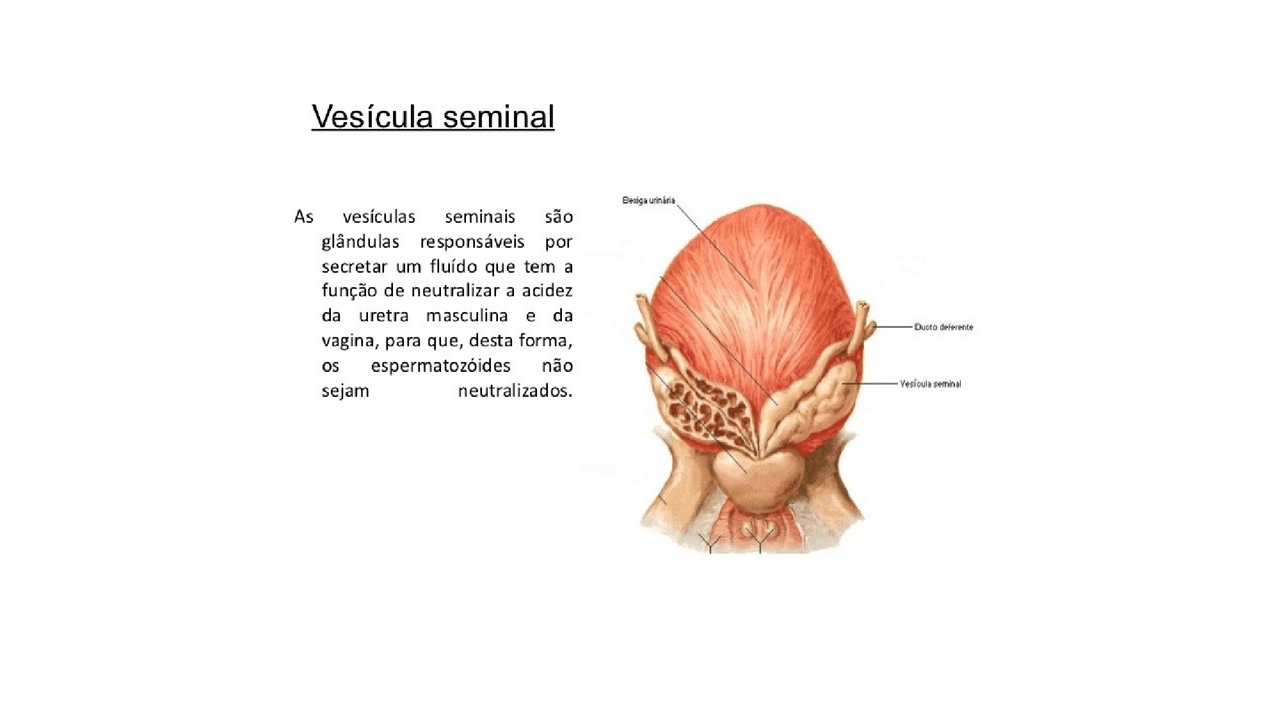 Funcao Da Vesicula Seminal - NAZAEDU