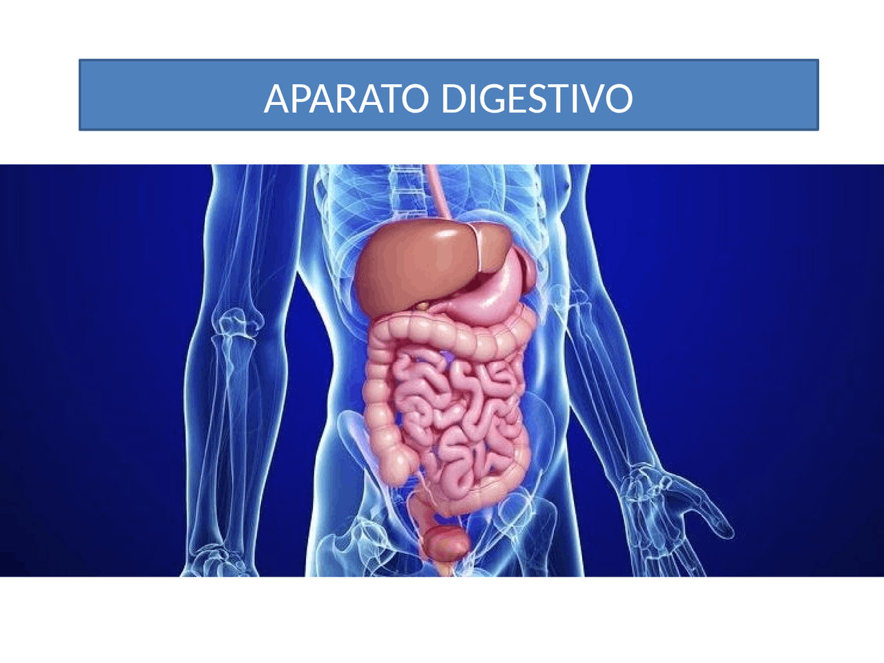 Diapositivas Del Sistema Digestivo Para Descargar