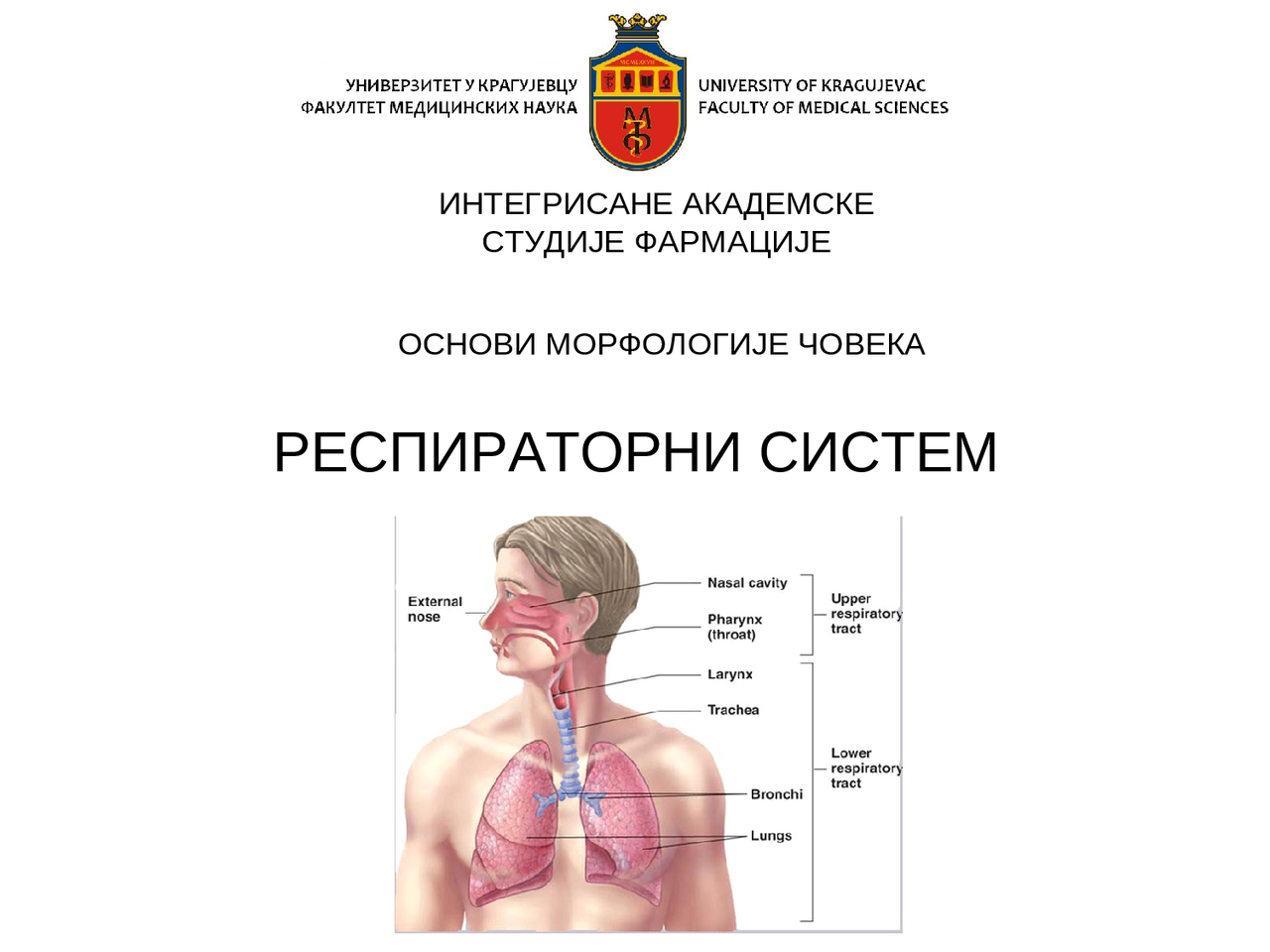 Respiratorni sistem, anatomija i morfologija respiratornog sistema ...