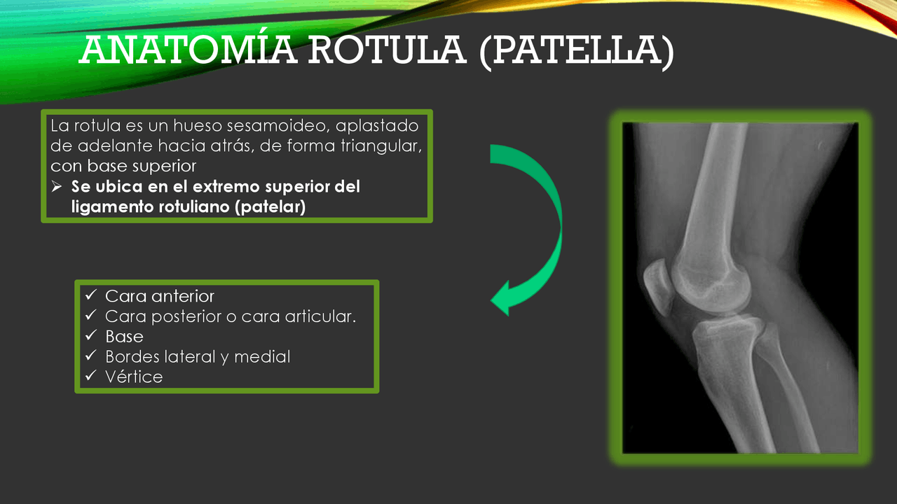 Anatomia Rotula, tibia y perone | Resúmenes de Traumatología | Docsity