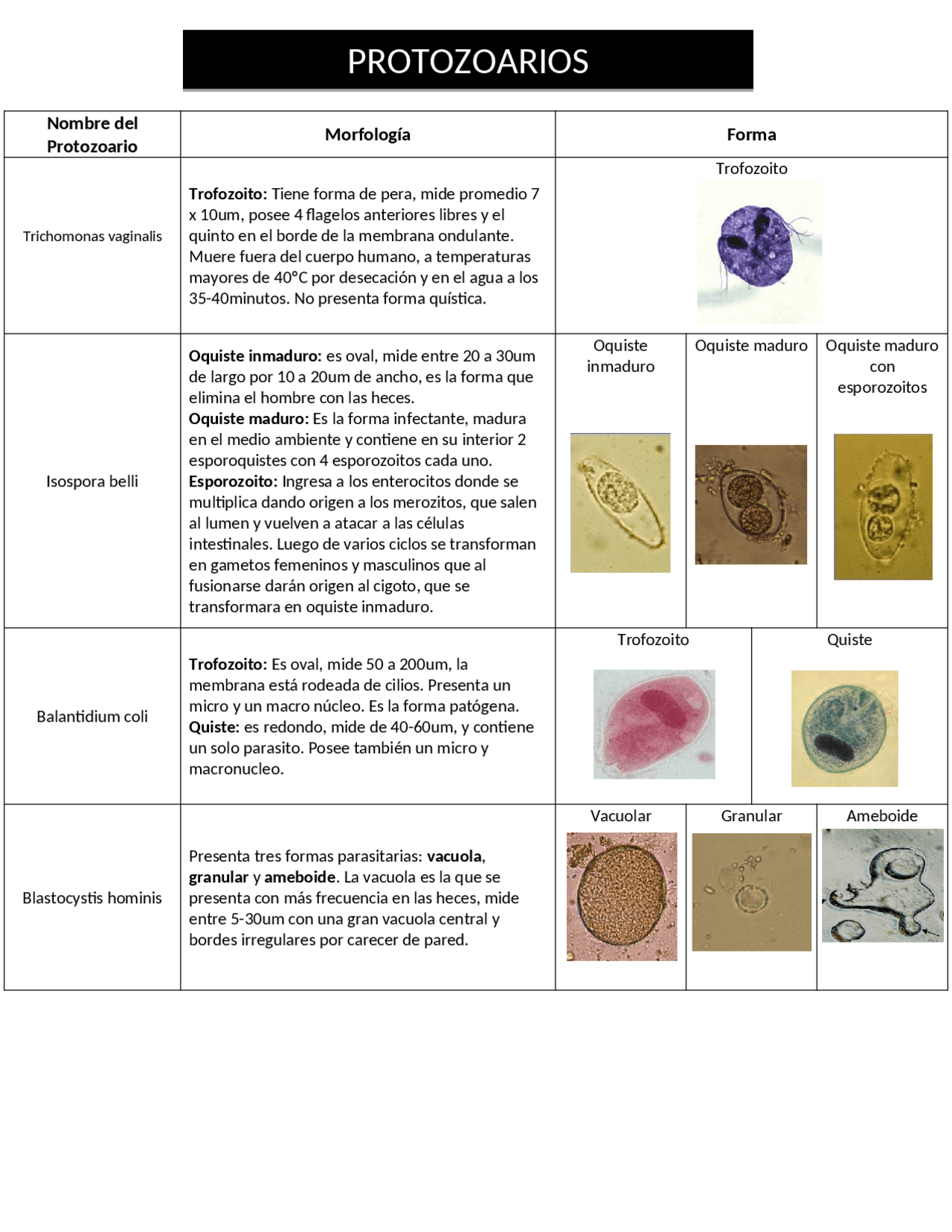 Atlas de Parásitos (Protozoarios y Helmintos). - Docsity