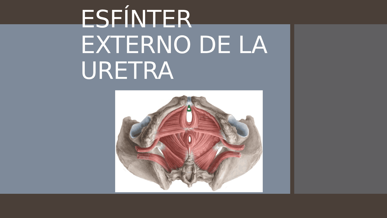 Esfinter externo de la uretra Docsity Esfinter externo de la uretra Docsity