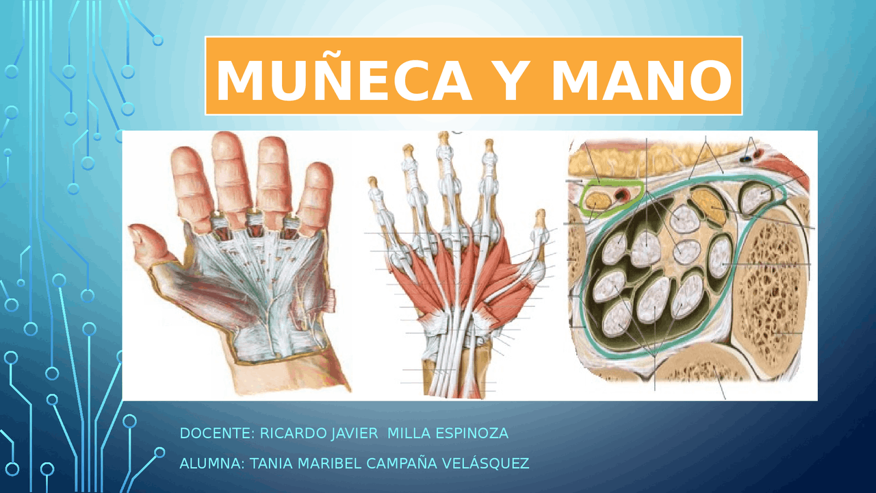 Anatomia mano y muñeca | Diapositivas de Anatomía - Docsity