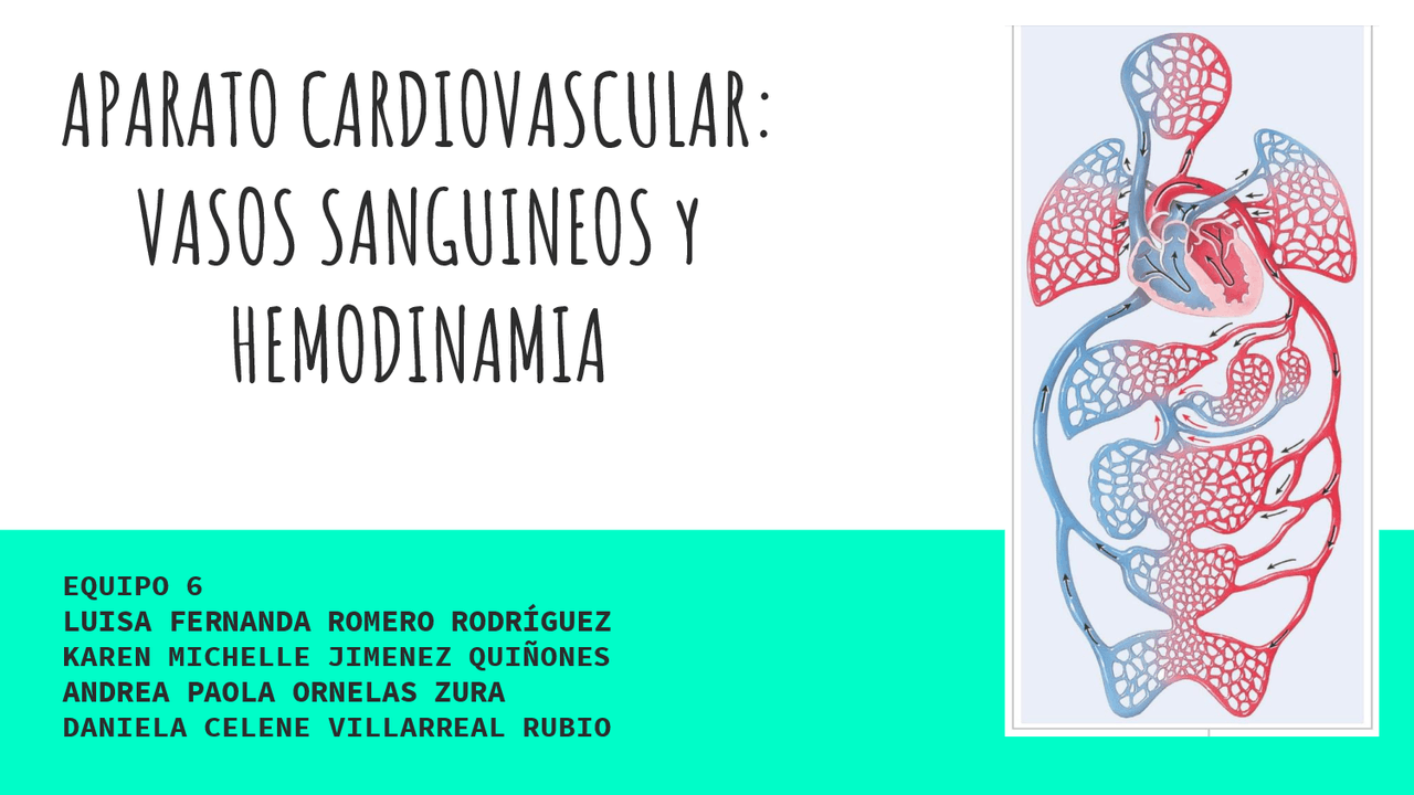 APARATO CARDIOVASCULAR VASOS SANGUÍNEOS Y HEMODINAMIA | Diapositivas de