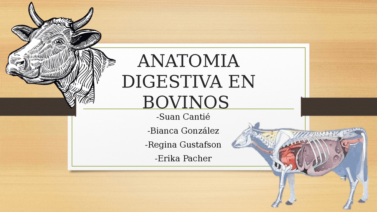 Anatomia digestiva del bovino | Diapositivas de Anatomía | Docsity