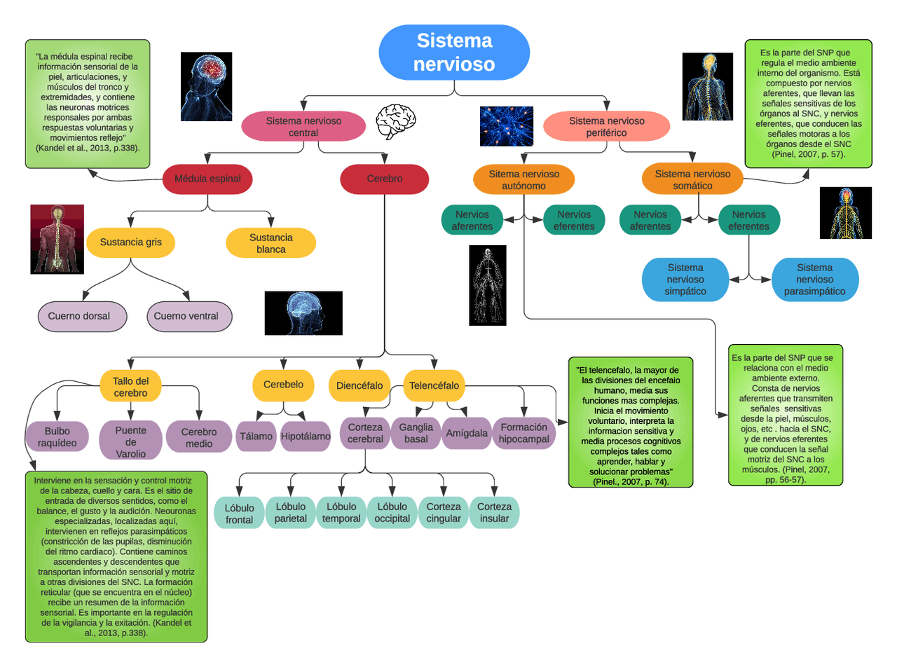Esquema división del sistema nervioso | Esquemas y mapas conceptuales
