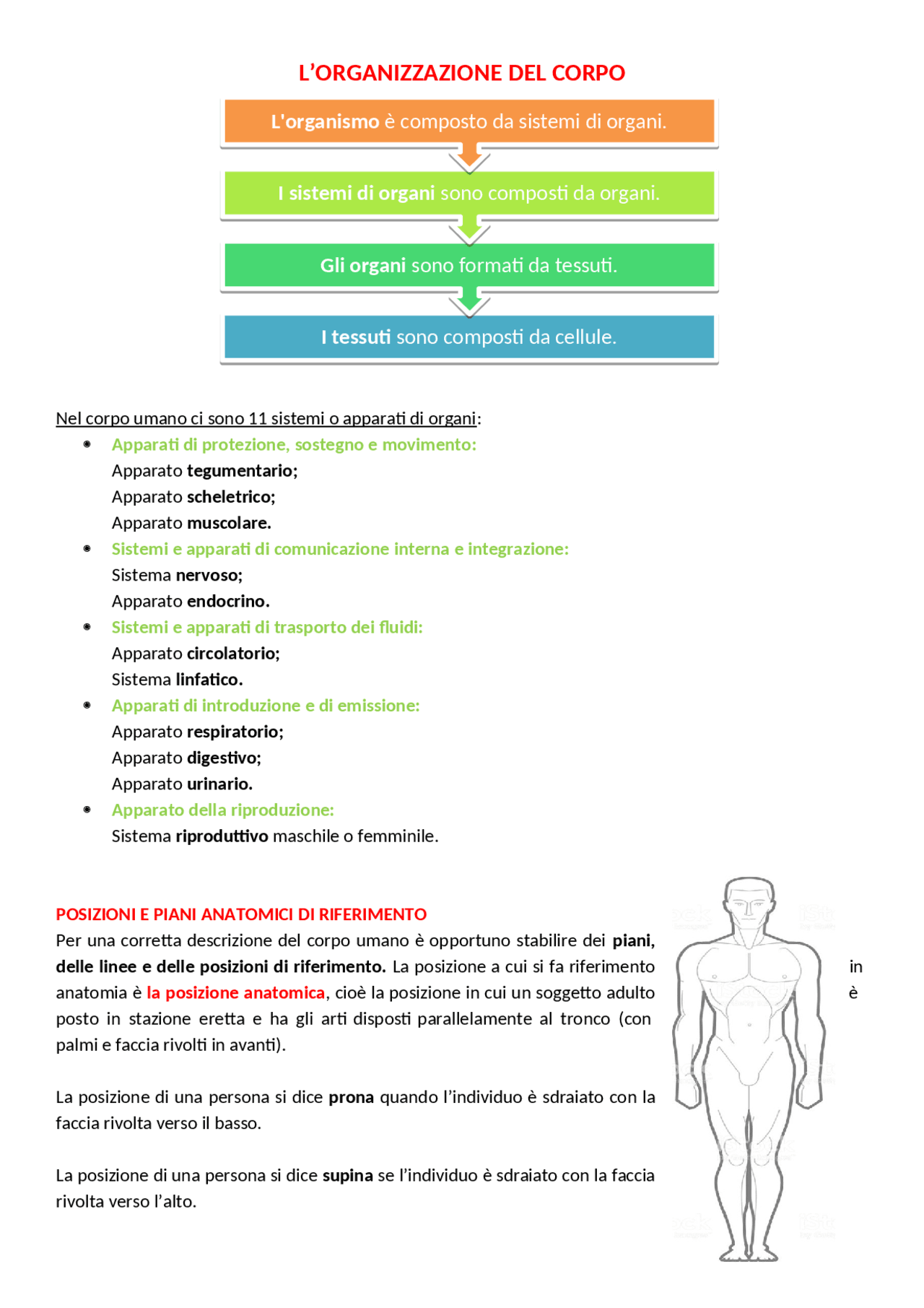 apparati e sistemi del corpo umano pdf