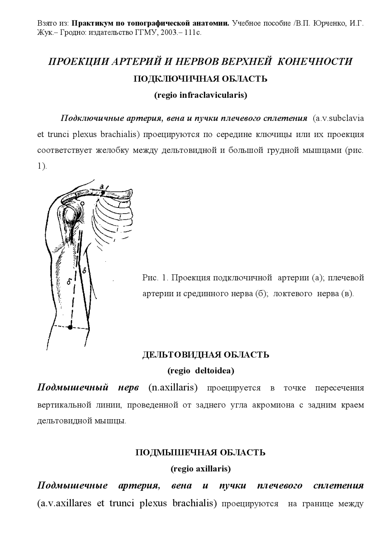 Проекционные линии артерий