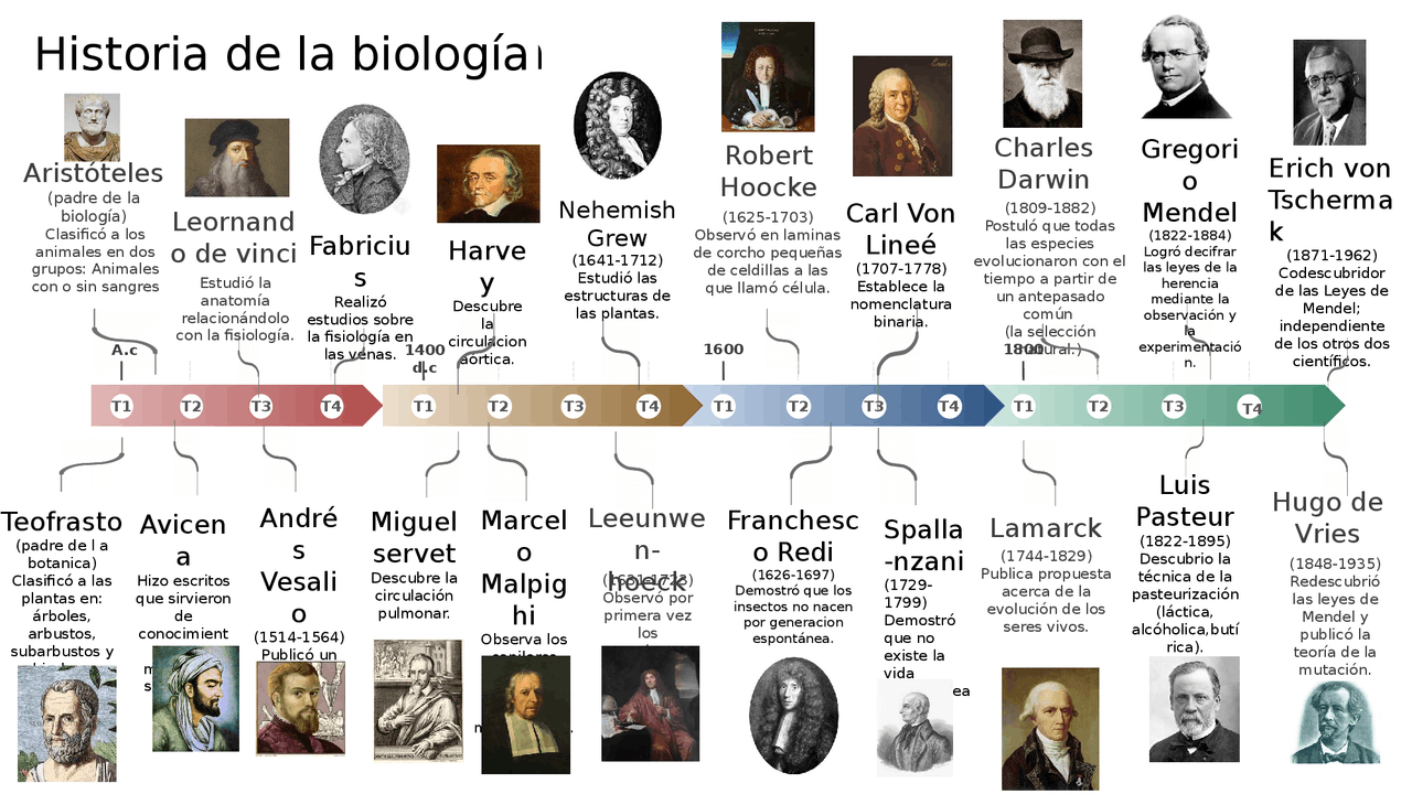 Linea del tiempo de la biología Docsity Linea del tiempo de la biología Docsity