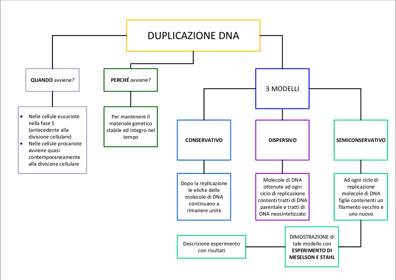 Schema processo di Duplicazione del DNA. | Schemi e mappe concettuali ...