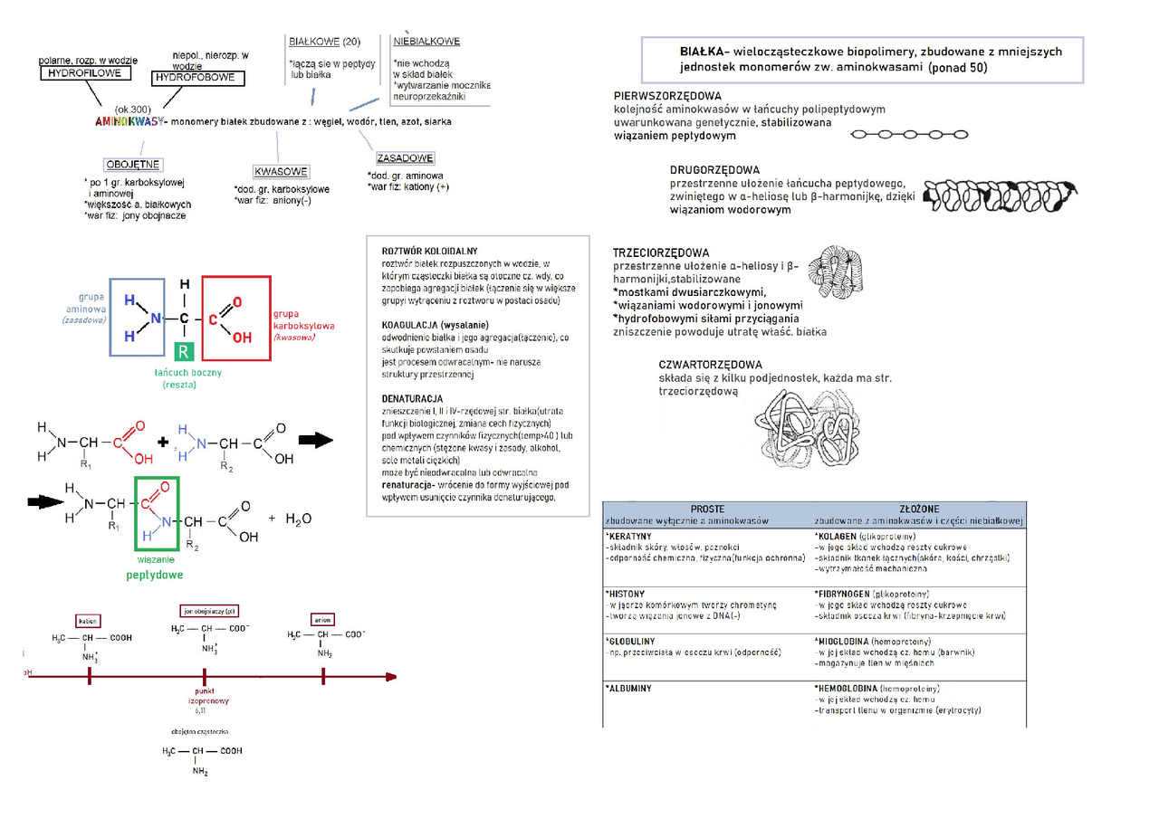 Białka i aminokwasy. | Notatki Biologia | Docsity