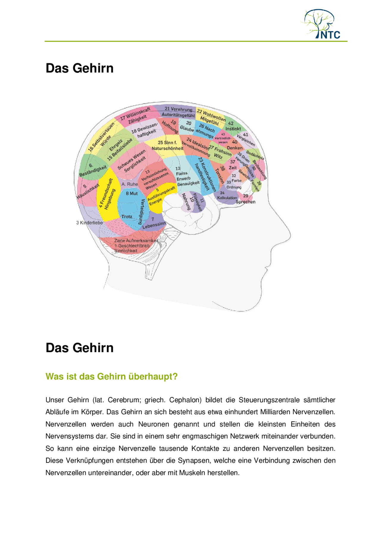 Gehirn Aufbau Und Funktion Pdf Das Gehirn: Aufbau und Funktion | Zusammenfassungen Neuropsychologie