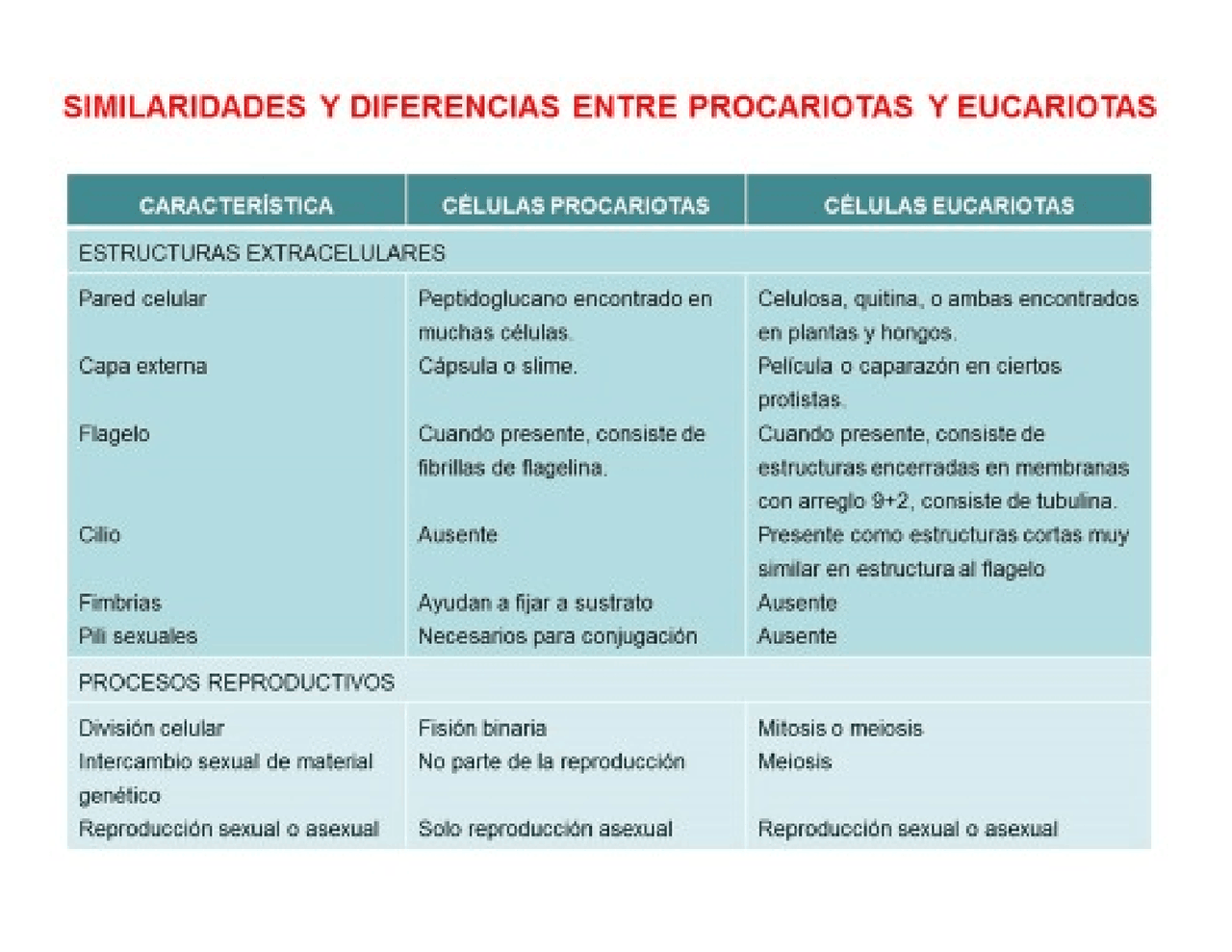 Celulas Eucariotas Y Procariotas Diferencias Y Semejanzas