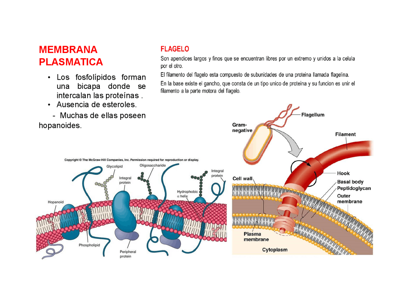 MEMBRANA PLASMÁTICA DE LA CÉLULA PROCARIOTA - Docsity