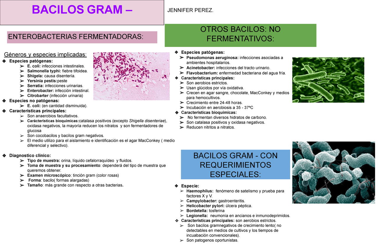 BACILOS GRAM - (MICROBIOLOGÍA) | Esquemas y mapas conceptuales de ...
