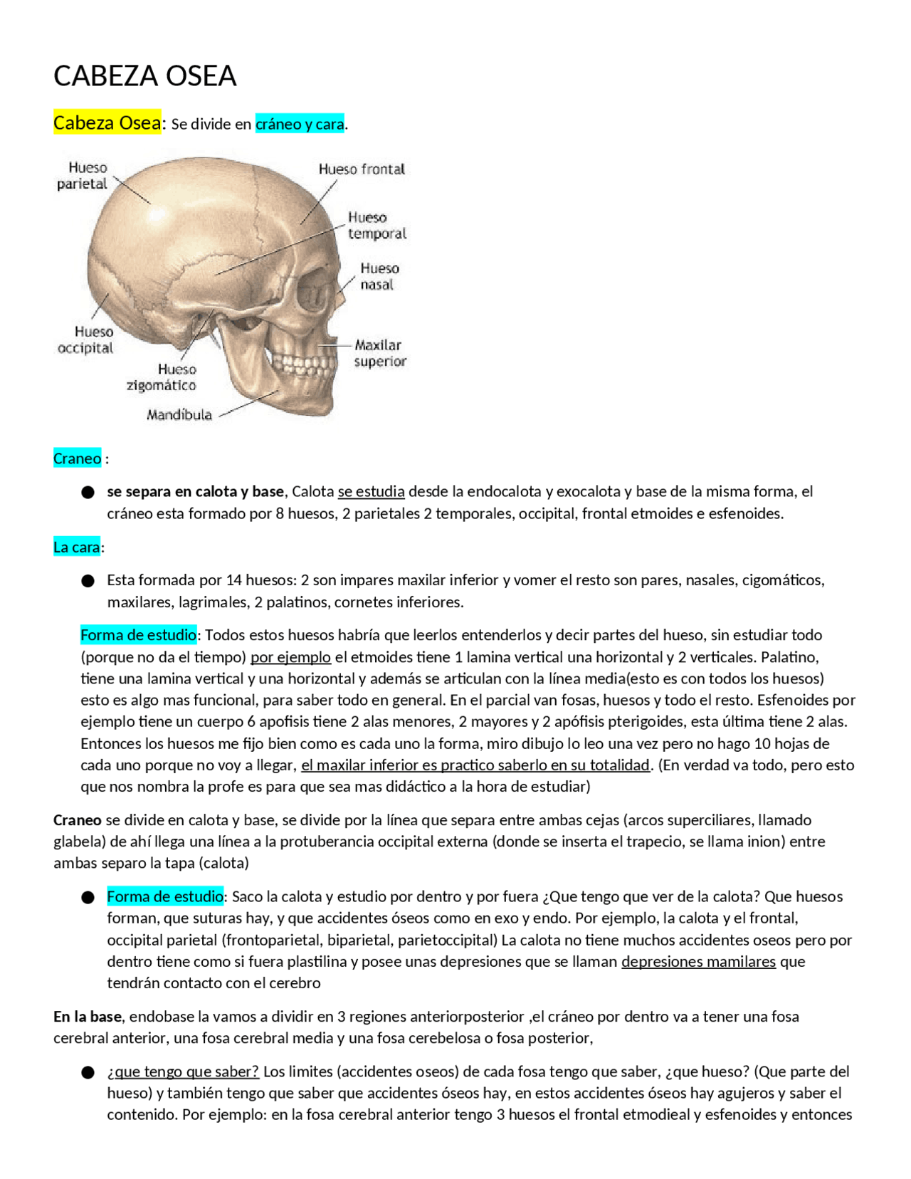 Resumen De Cabeza Osea Docsity