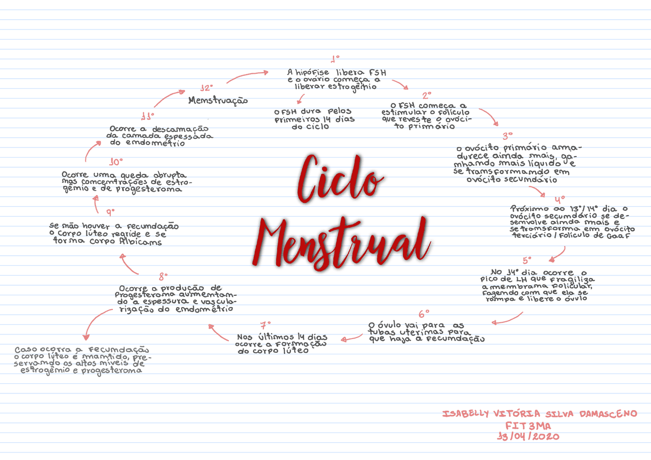 Ciclo Menstrual Mapa Mental REVOEDUCA