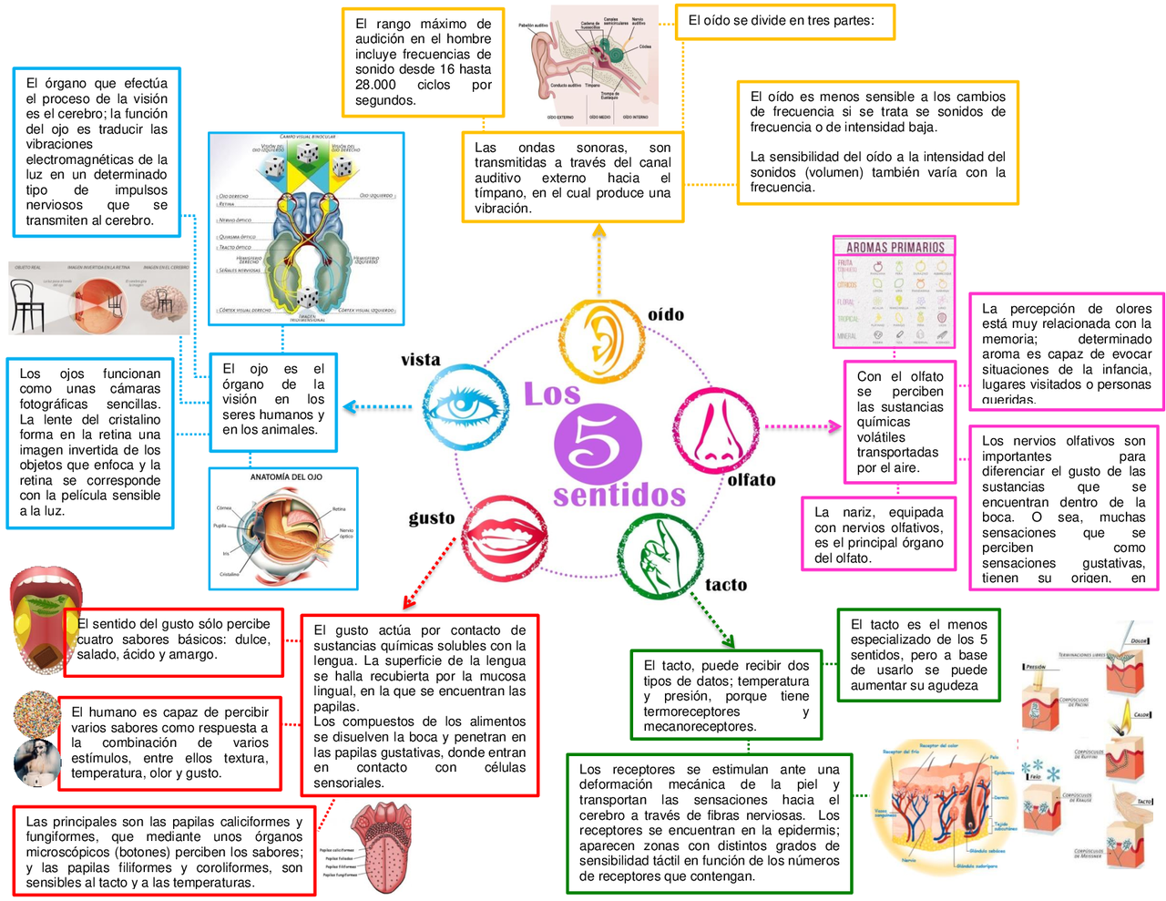 Los cinco sentidos (mapa) | Esquemas y mapas conceptuales de Anatomía