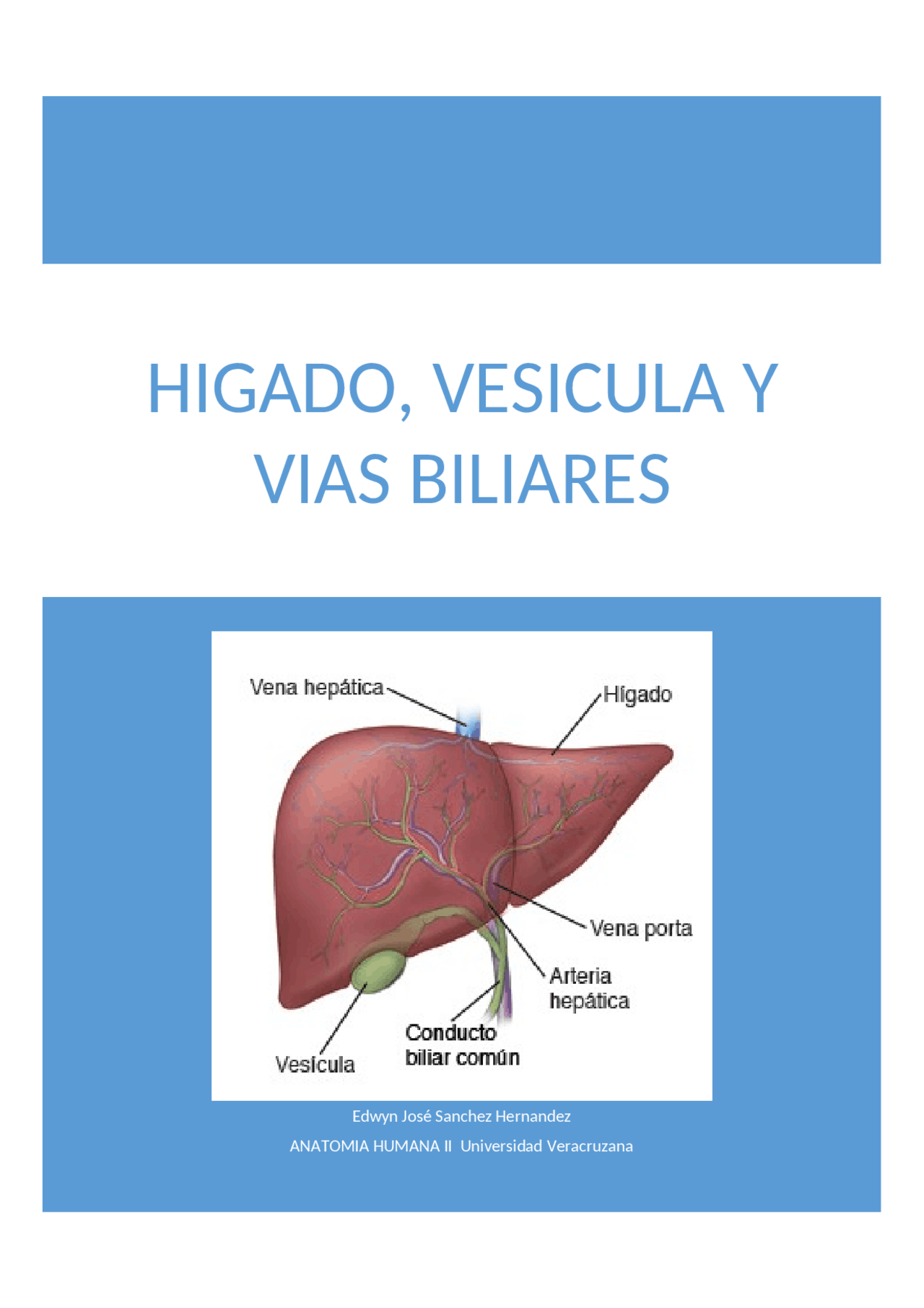 Anatomía del Hígado, Vesícula y Vías Biliares | Resúmenes de Anatomía ...