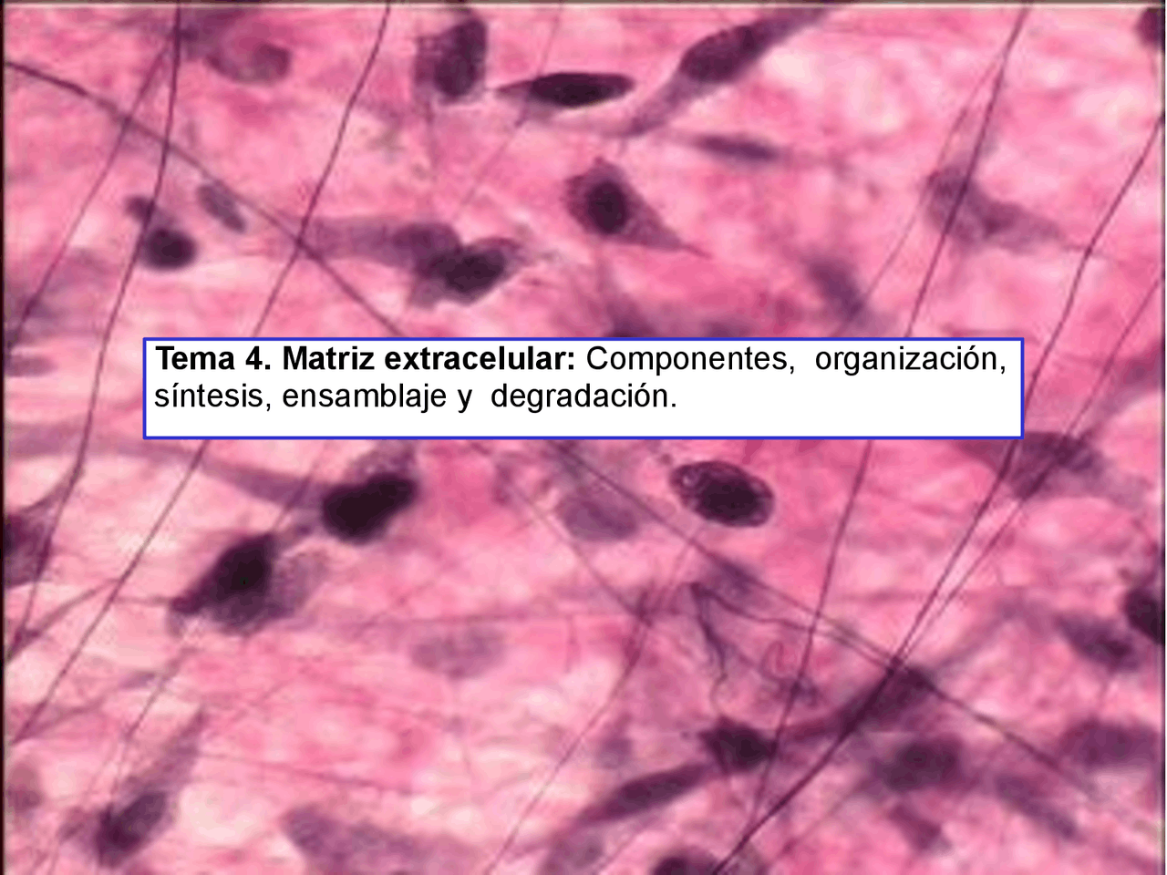 Matrix Celular La matriz extracelular - Docsity