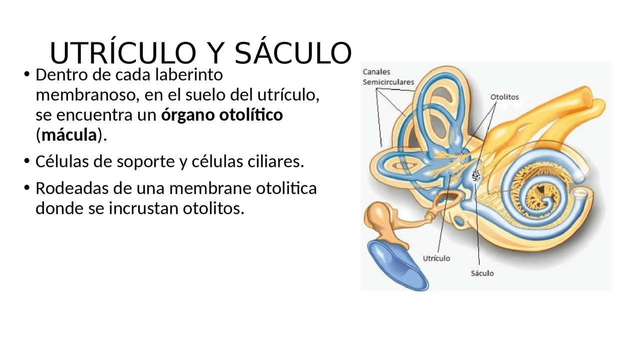 Estructura del oido: Saculo y Utriculo | Diapositivas de Fisiología ...