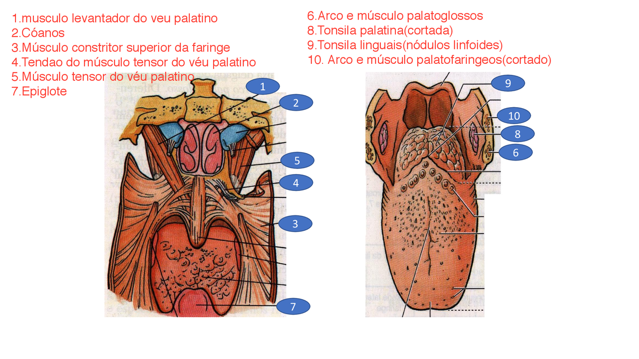 Partes da lingua por acima e por baixo. | Esquemas Anatomia | Docsity