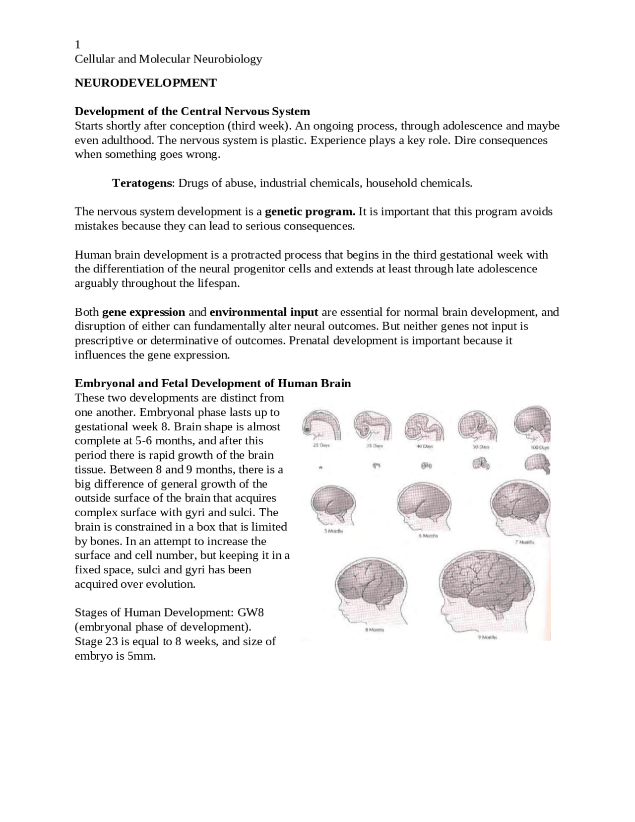 Cellular And Molecular Neurobiology Docsity Cellular and molecular neurobiology docsity